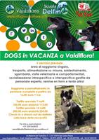DOGS in VACANZA a Valdiflora! Il servizio di pensione per il tuo cane incentrato sul suo benessere