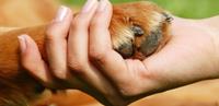 Offerta Formativa per i Professionisti - Pet Therapy - Interventi Assistiti con gli Animali